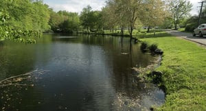 Pond on Whitby's campus